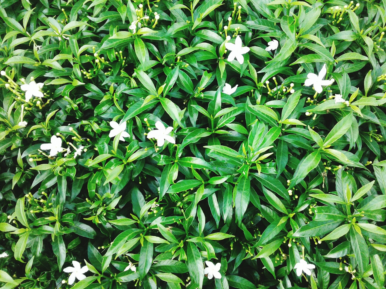 Samsung Galaxy J1 Ace sample photo. Jasmine flowers photography