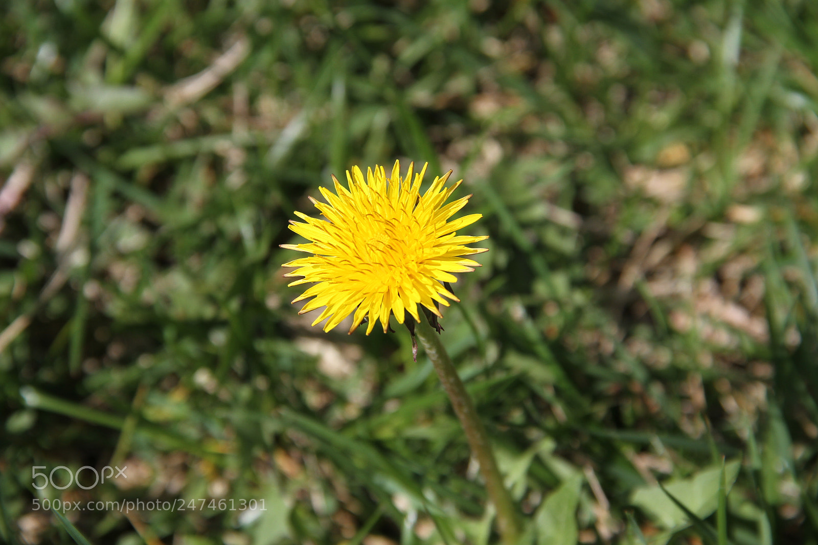 Canon EF-S 18-135mm F3.5-5.6 IS sample photo. Sunflower photography