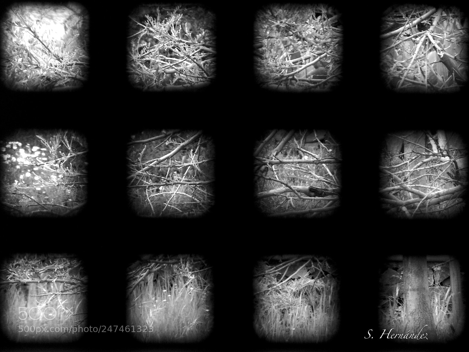 Sony Cyber-shot DSC-H300 sample photo. Naturaleza en porciones photography