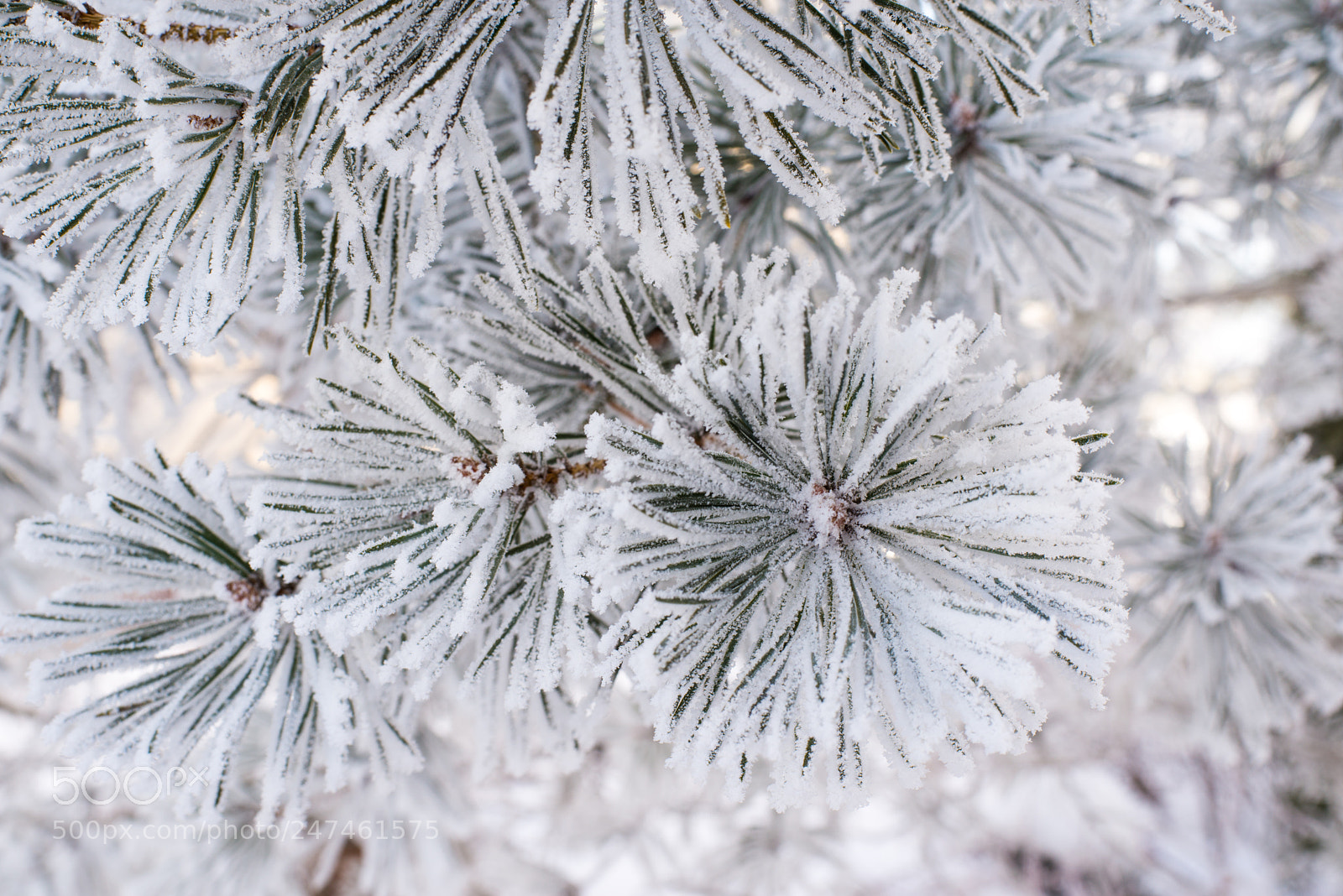 Nikon D610 sample photo. A pine branch with photography