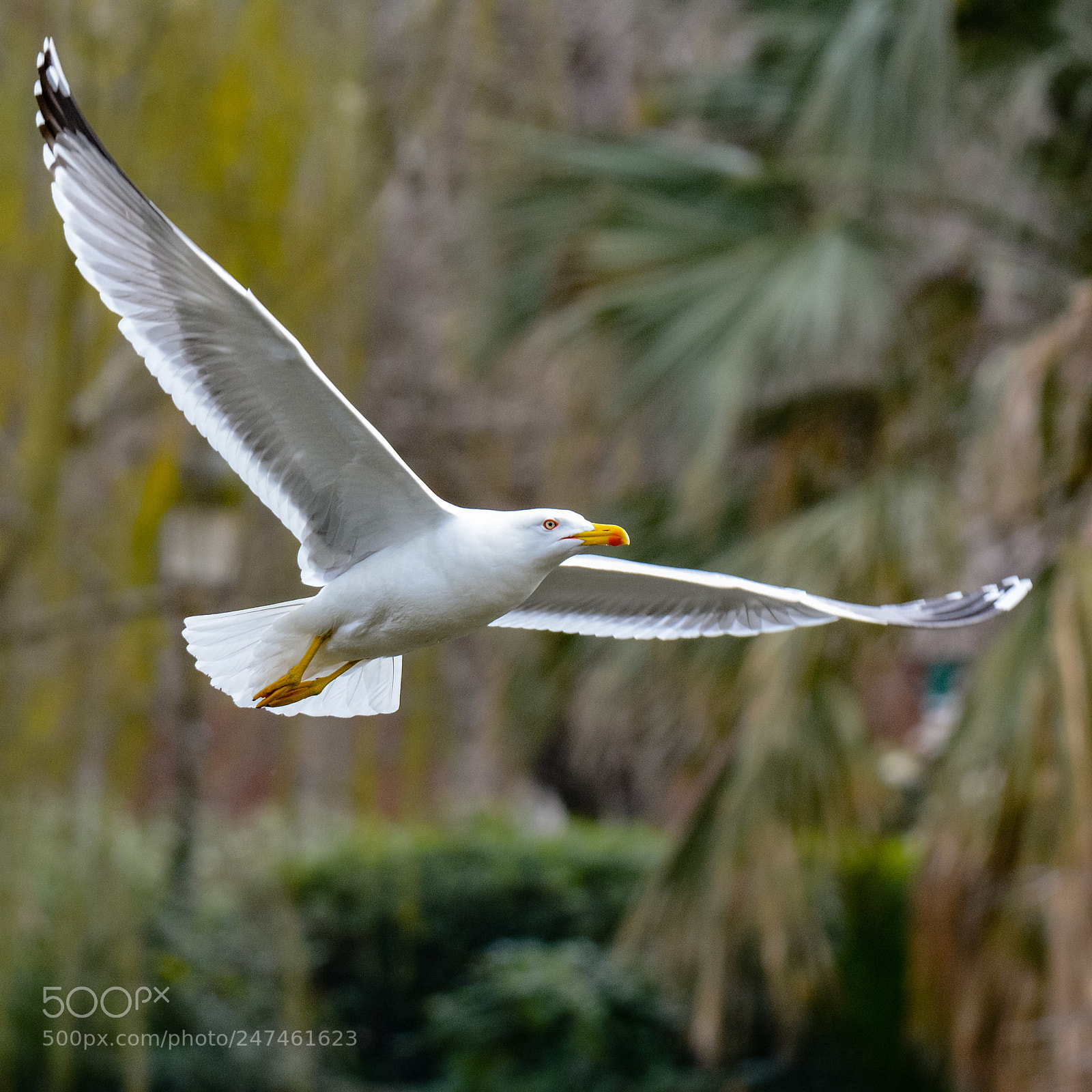 Nikon D7100 sample photo. Seagull photography