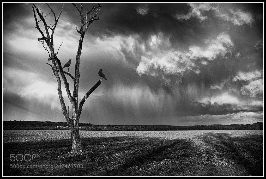 Canon EOS-1D Mark IV sample photo. An ominous approach omen photography