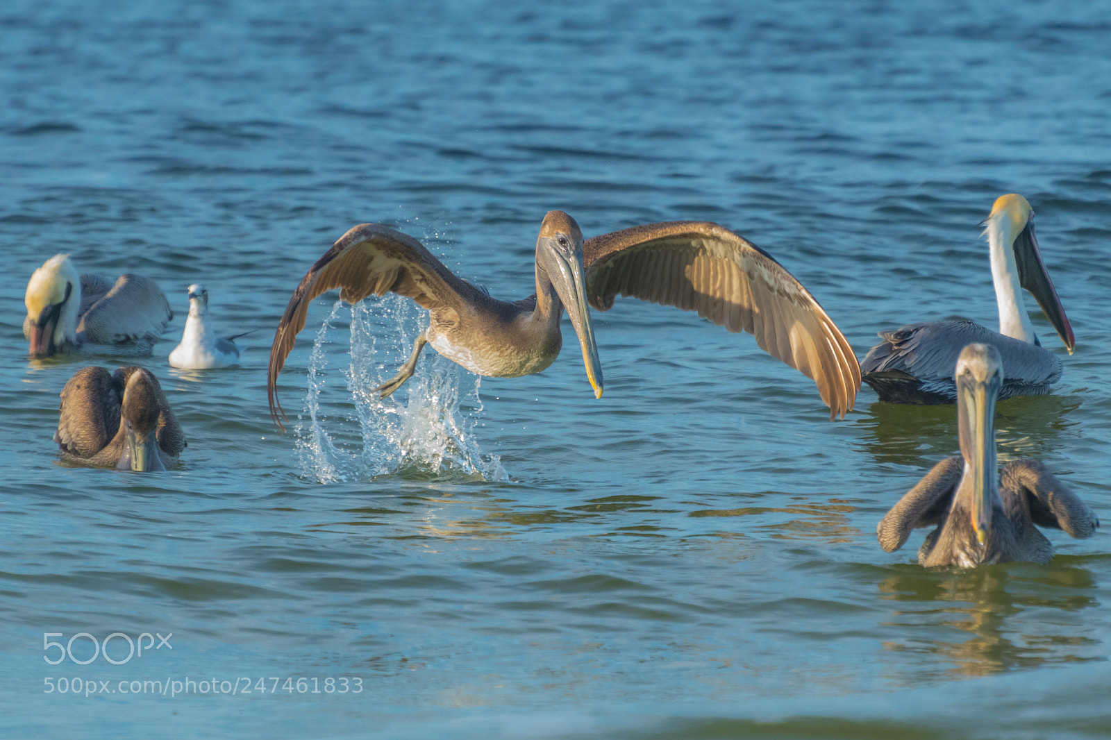 Nikon D500 sample photo. Pelican fishing photography