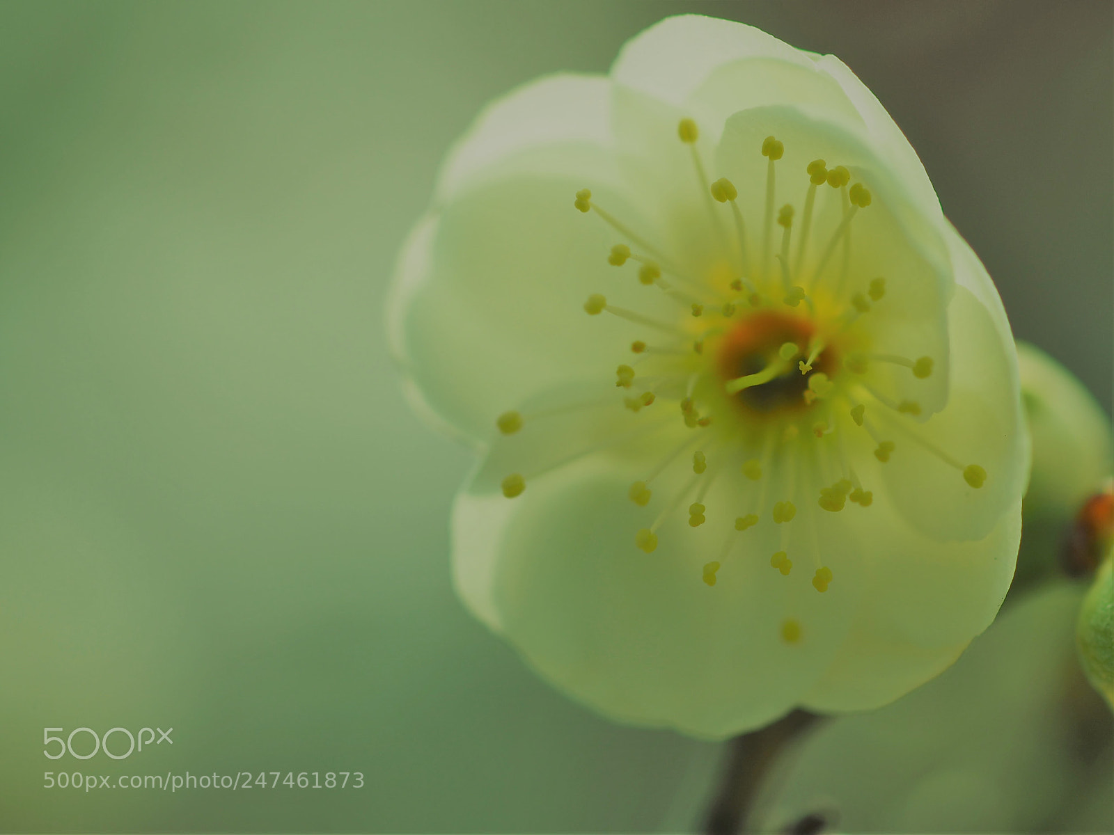 Olympus OM-D E-M5 II sample photo. Plum blossom photography