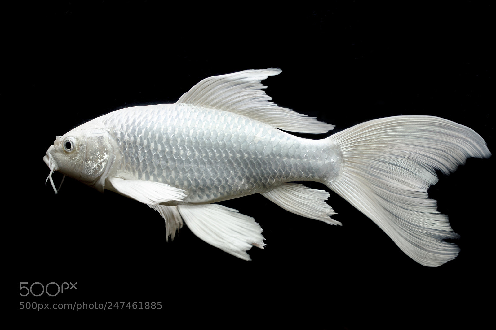 Canon EOS 1100D (EOS Rebel T3 / EOS Kiss X50) sample photo. Carp koi photography