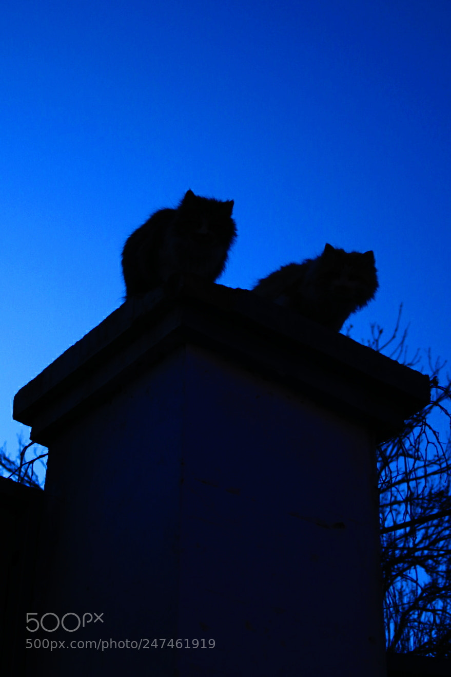 Nikon 1 J5 sample photo. Miao photography