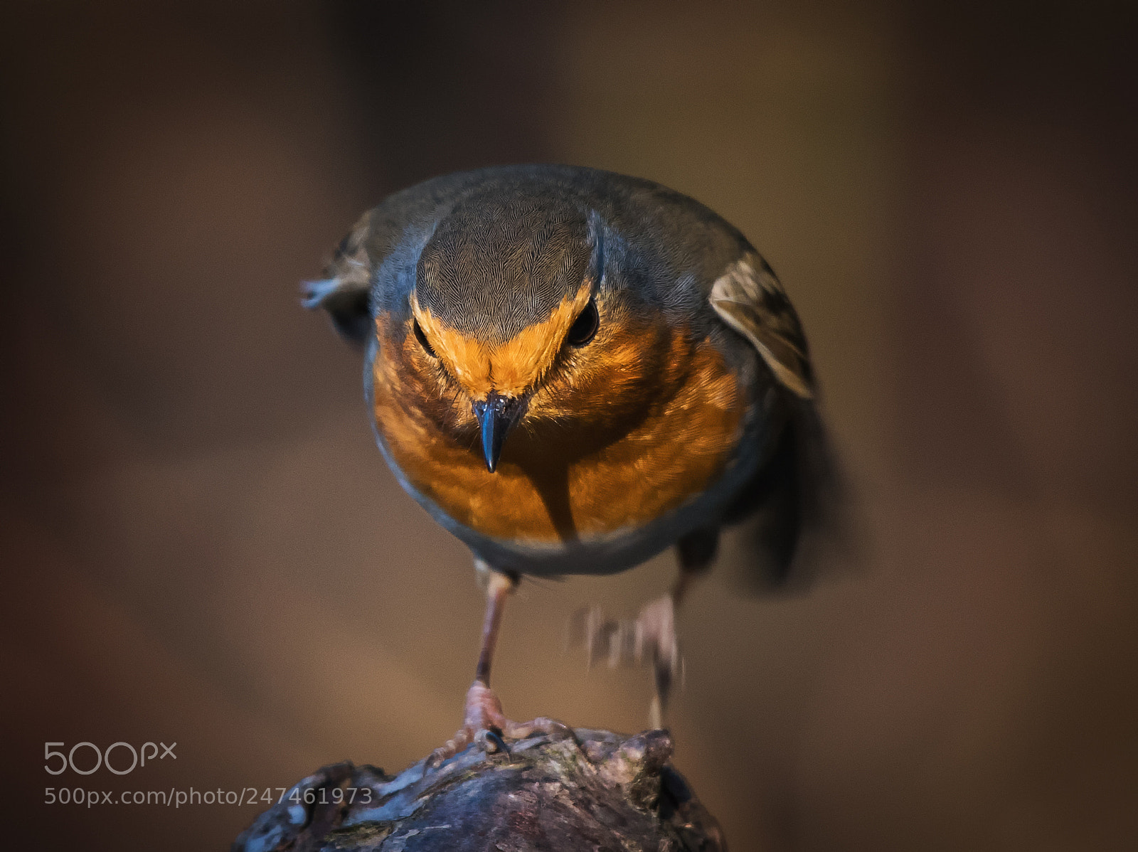 Nikon D500 sample photo. Angry robin... photography