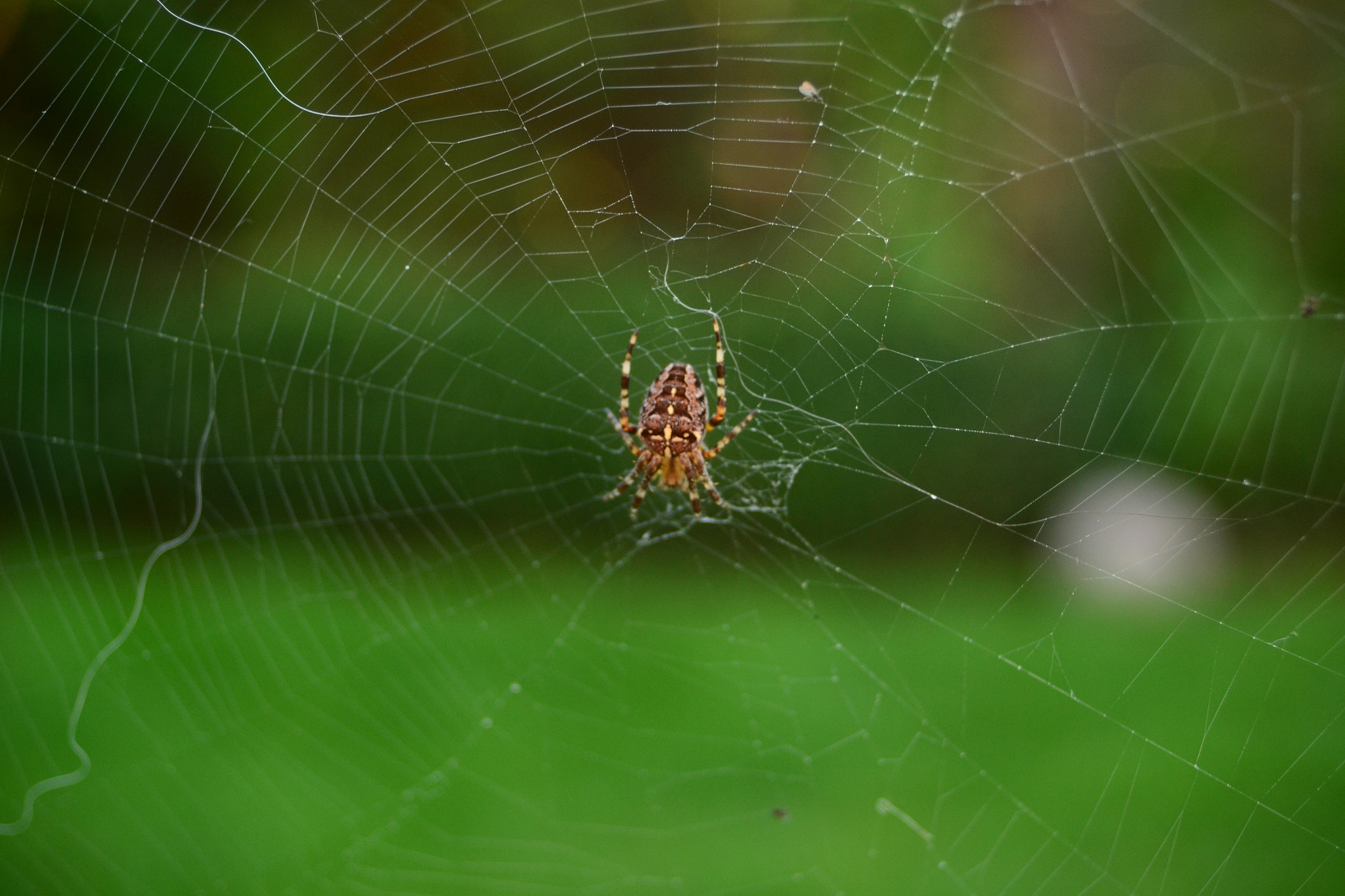 Nikon D3100 + Sigma 18-50mm F3.5-5.6 DC sample photo. Dsc photography