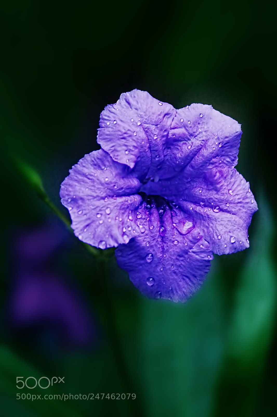 Canon EOS 1100D (EOS Rebel T3 / EOS Kiss X50) sample photo. Sweaty flower in the photography