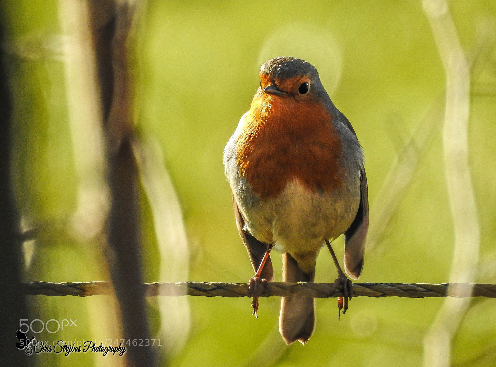 Nikon Coolpix P900 sample photo. Roodborstje (red breast ) photography