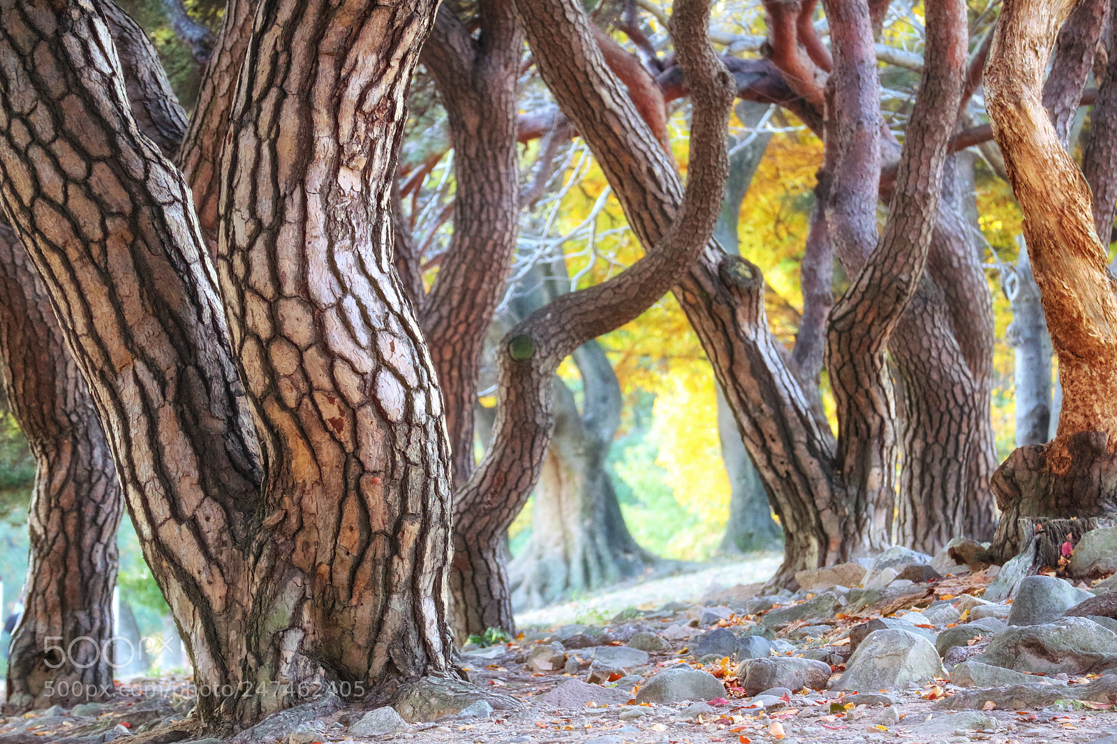 Canon EOS M3 sample photo. Pine photography