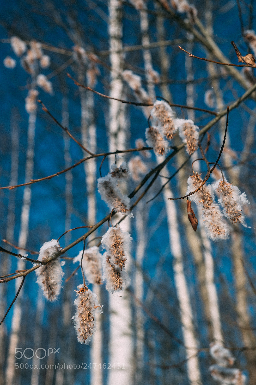 Fujifilm X-T1 sample photo. Sprig photography