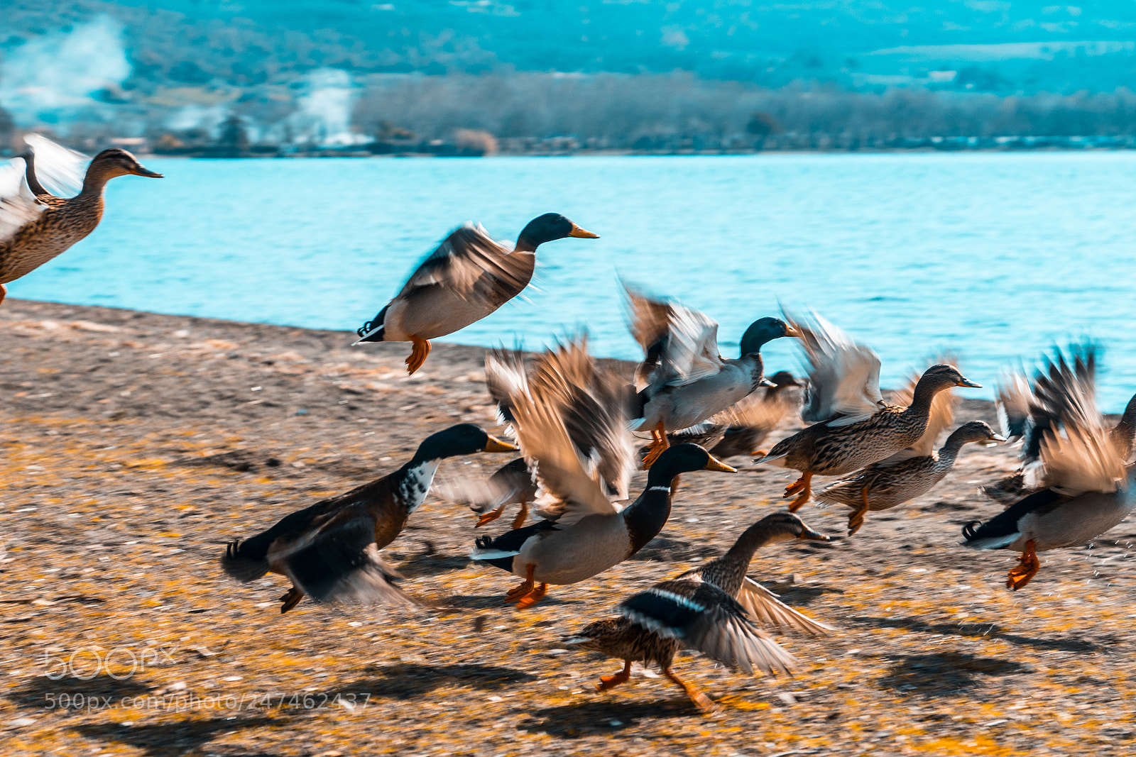 Sony ILCA-77M2 sample photo. Bird photography