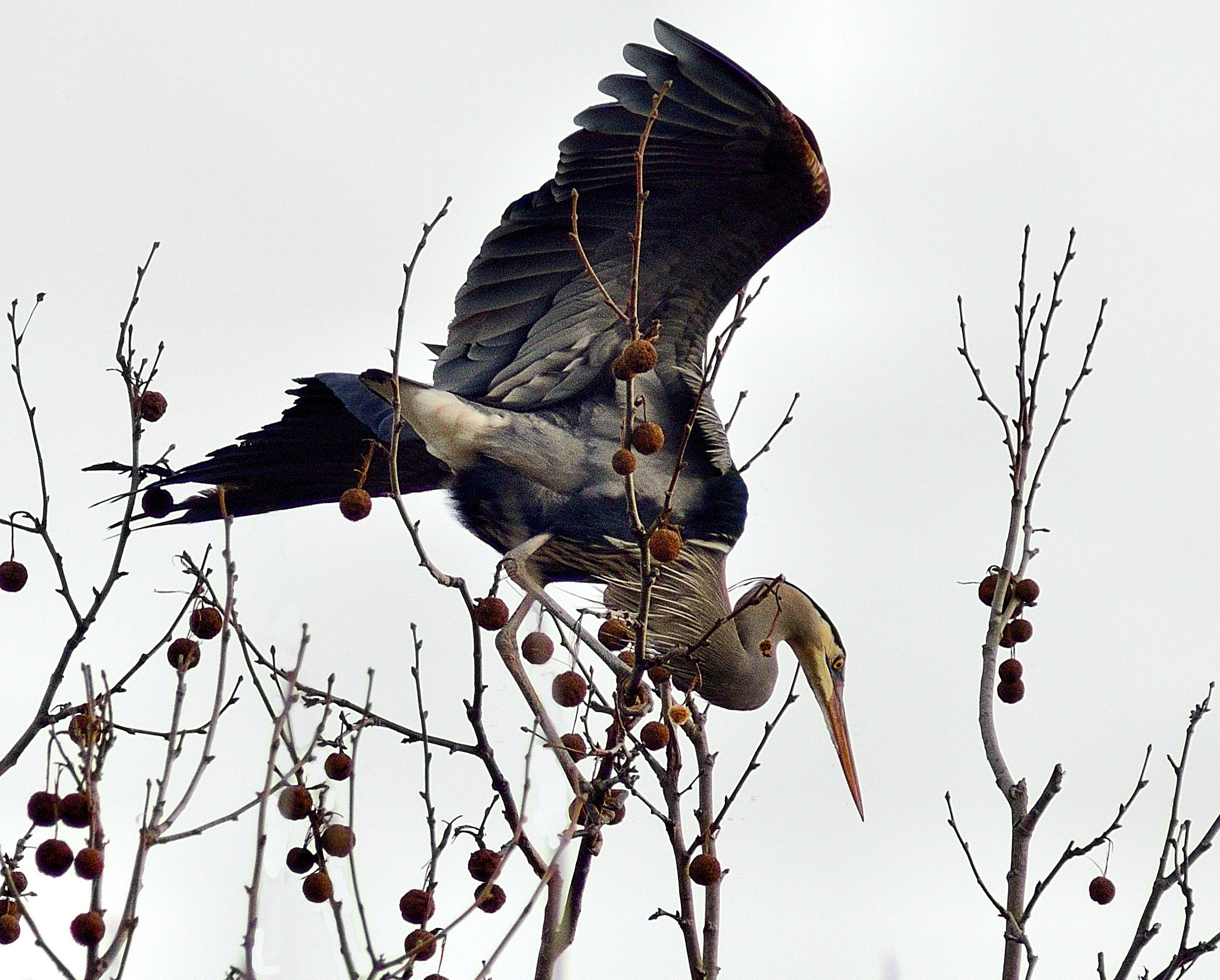 Tamron AF 200-400mm f/5.6 LD IF (75D) sample photo. Don't look down! photography