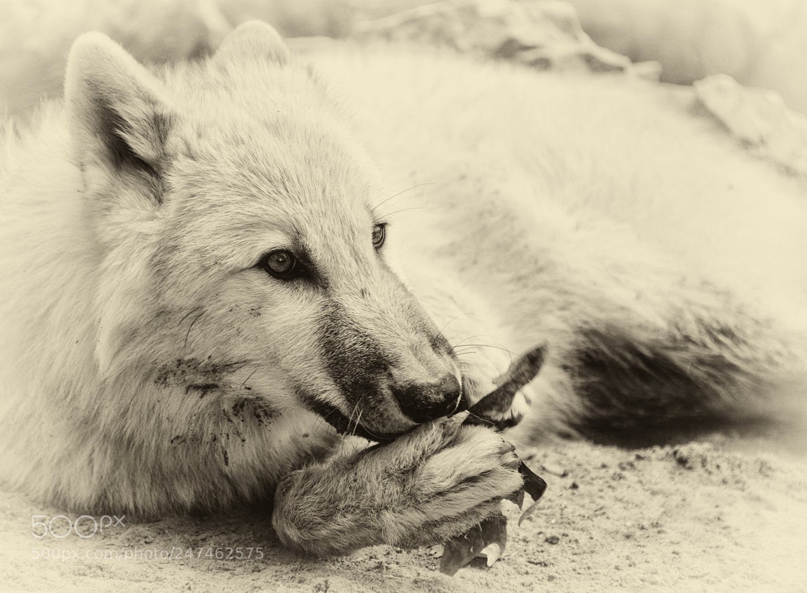 Nikon D800 sample photo. Arctic wolf photography