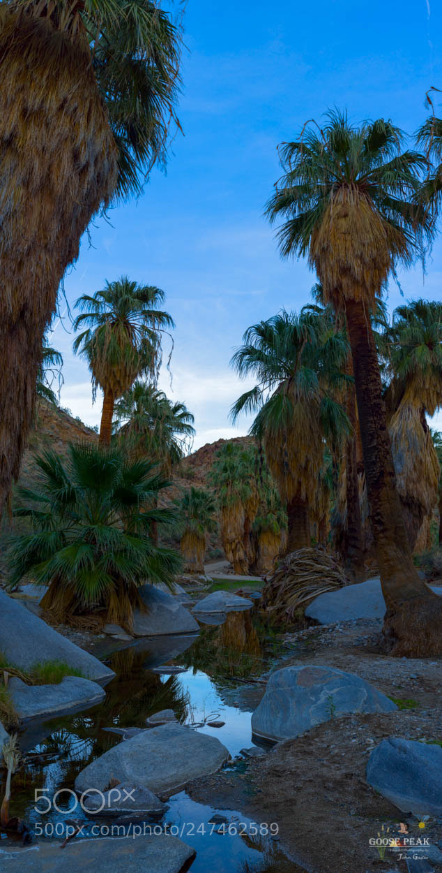 Sony a7R sample photo. Reflection in the oasis photography