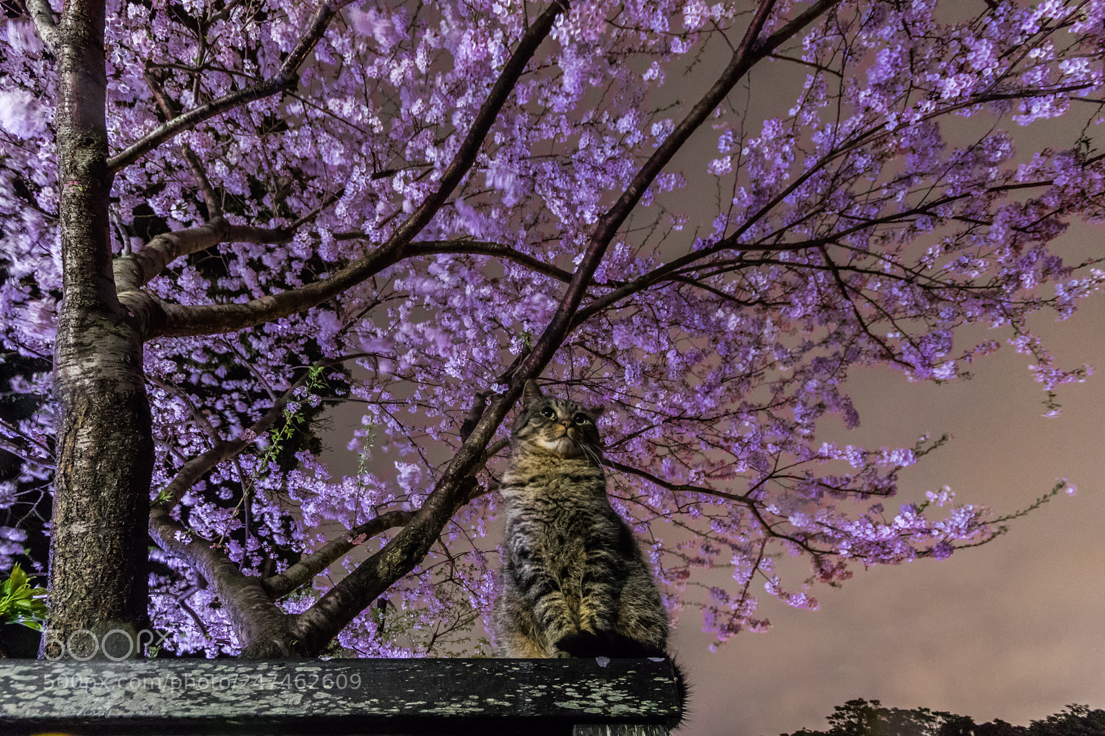 Canon EOS 7D Mark II sample photo. Cherry blossoms cat photography
