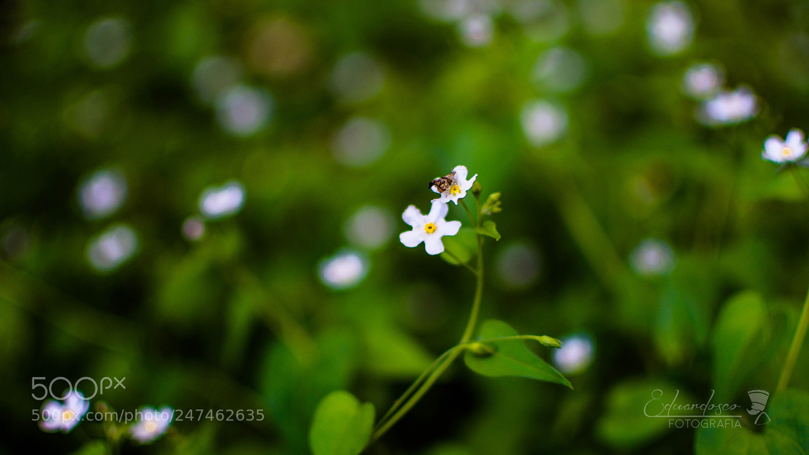 Nikon D7100 sample photo. Flores photography