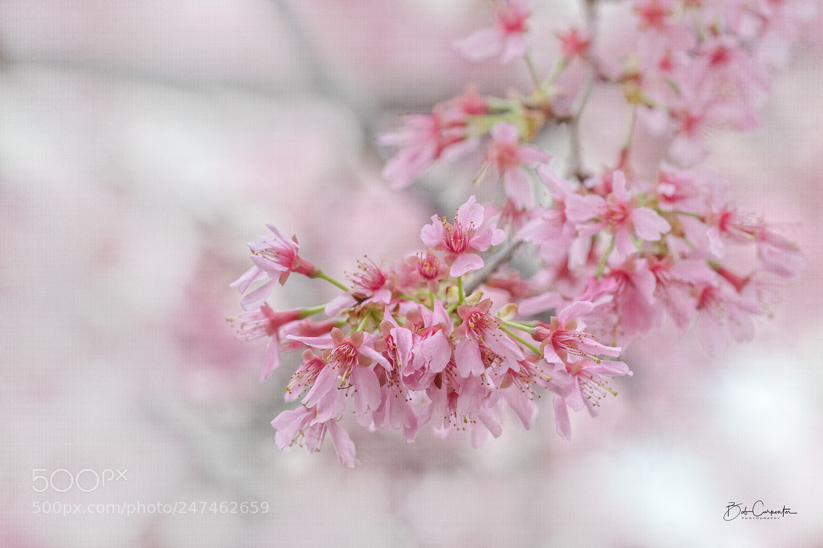 Sony a7R II sample photo. Cherry blossoms photography