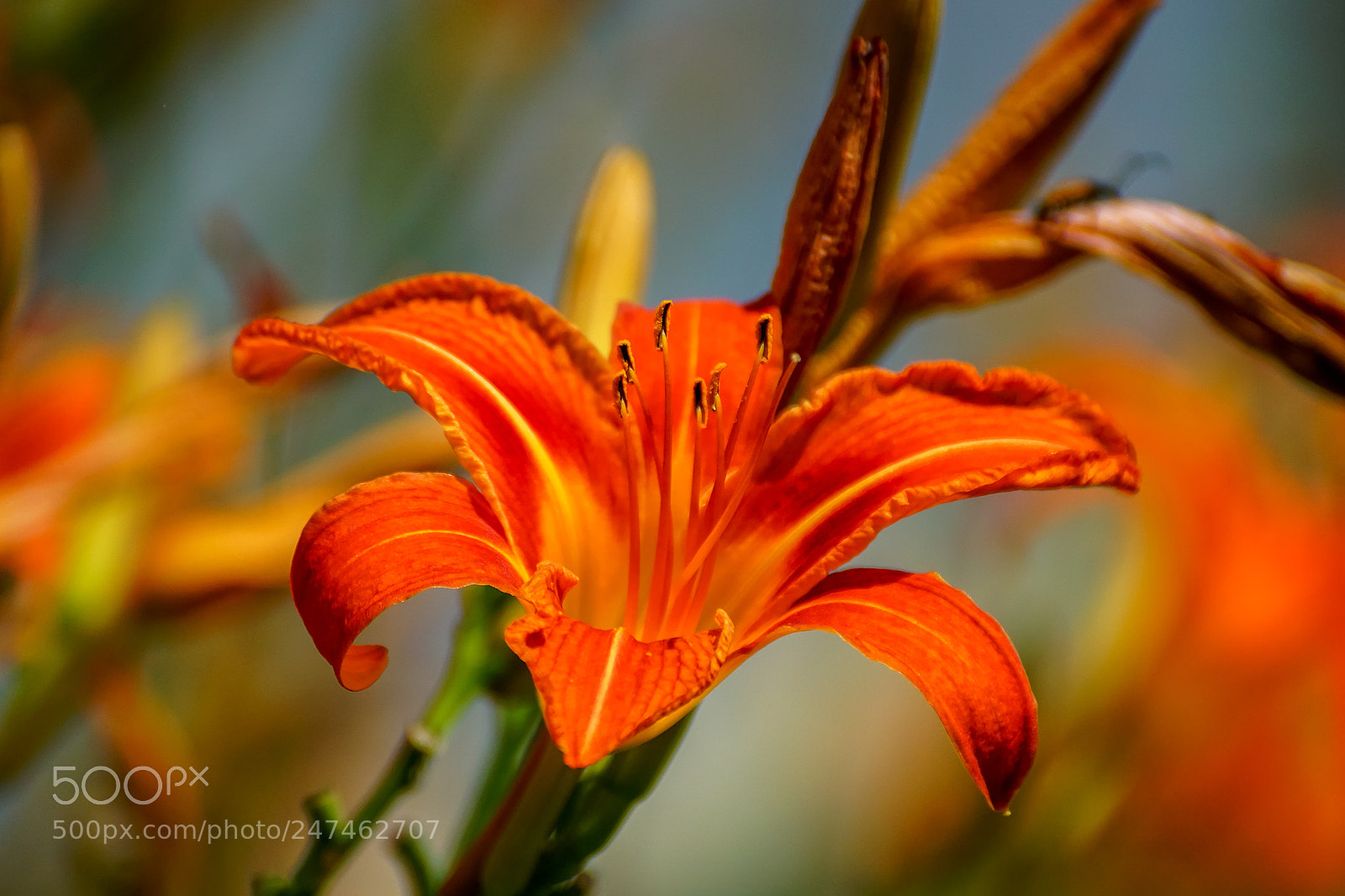 Sony ILCA-77M2 sample photo. Blooms daylily photography