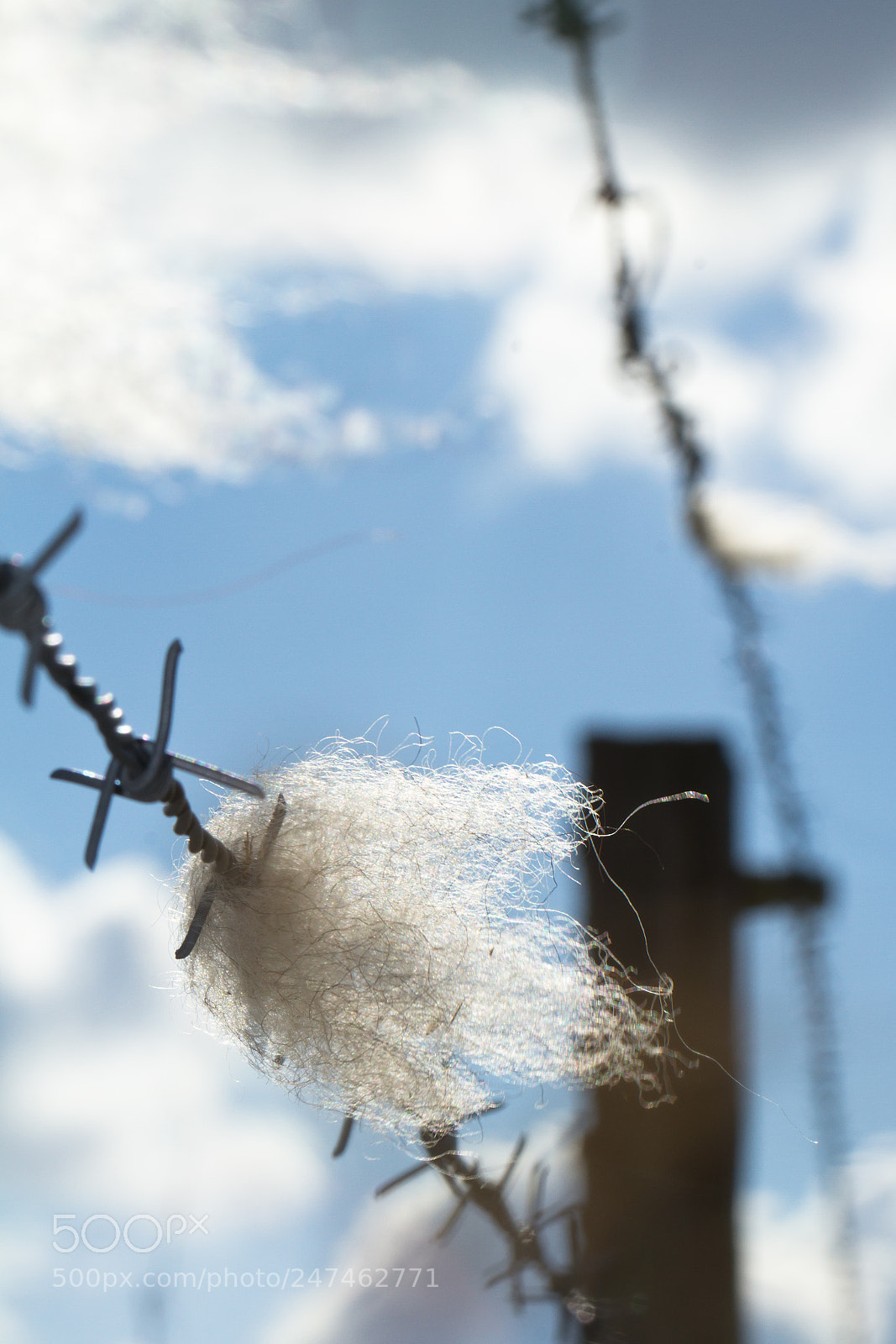 Canon EOS 7D sample photo. Wool photography