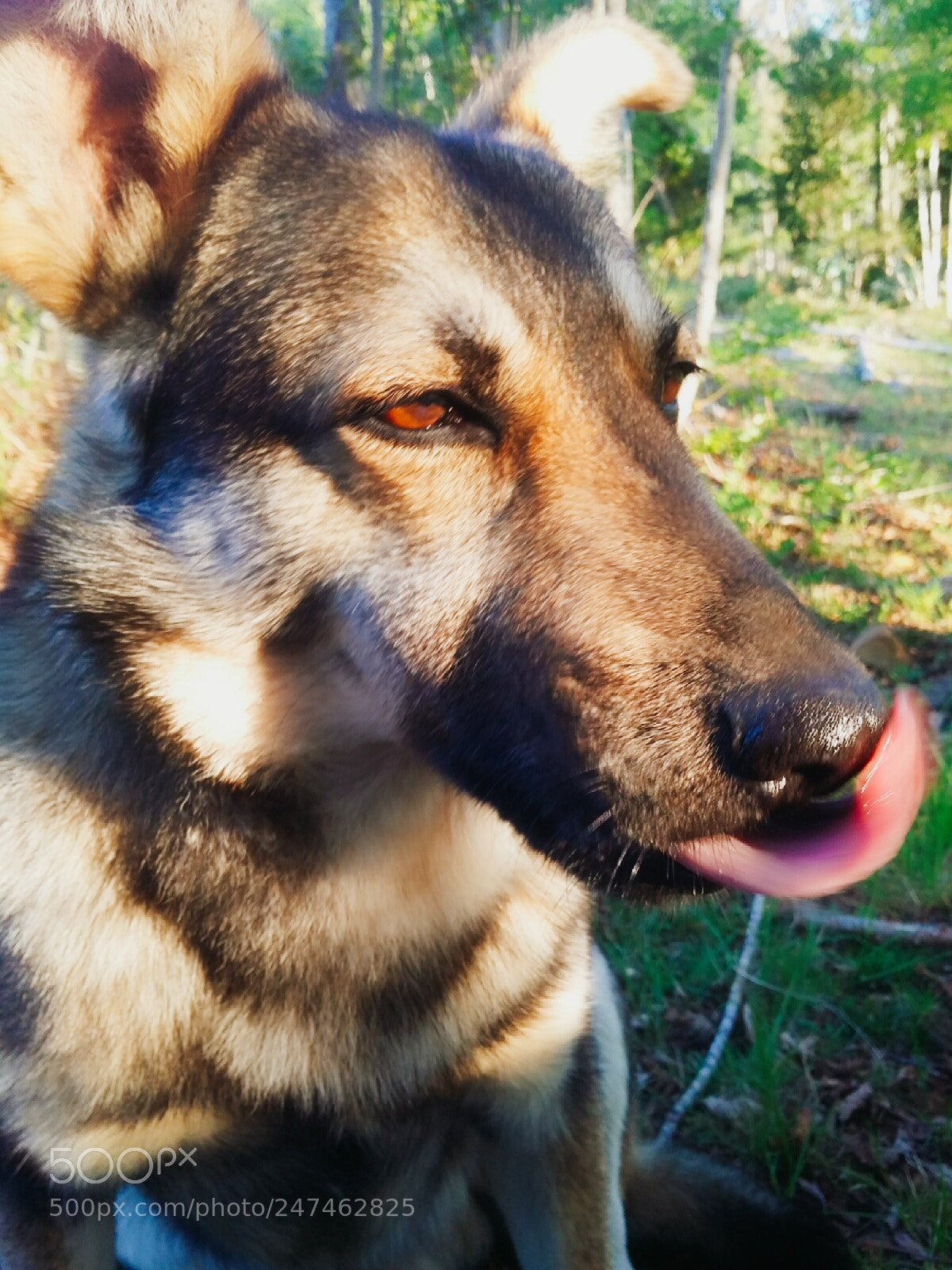 Samsung Galaxy Grand Prime sample photo. Kenai photography