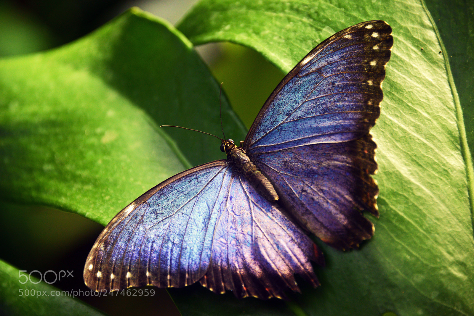 Nikon D800 sample photo. Butterfly photography