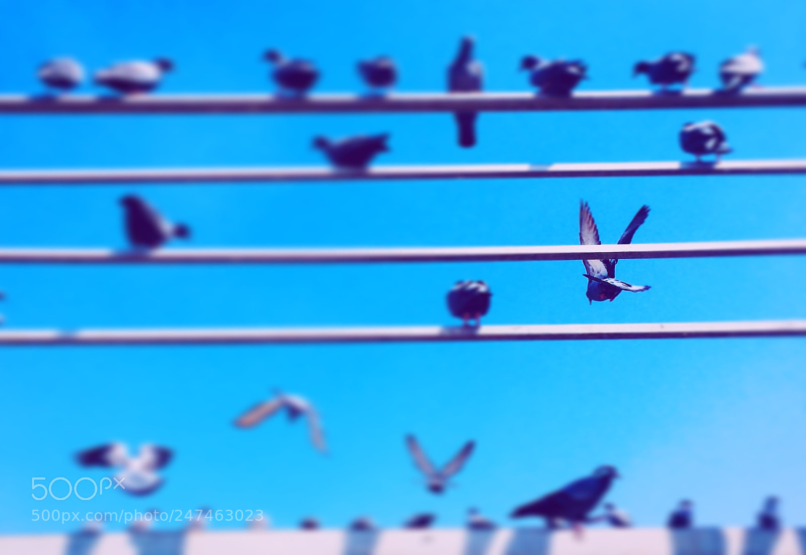 Apple iPhone 5s sample photo. Pigeons photography