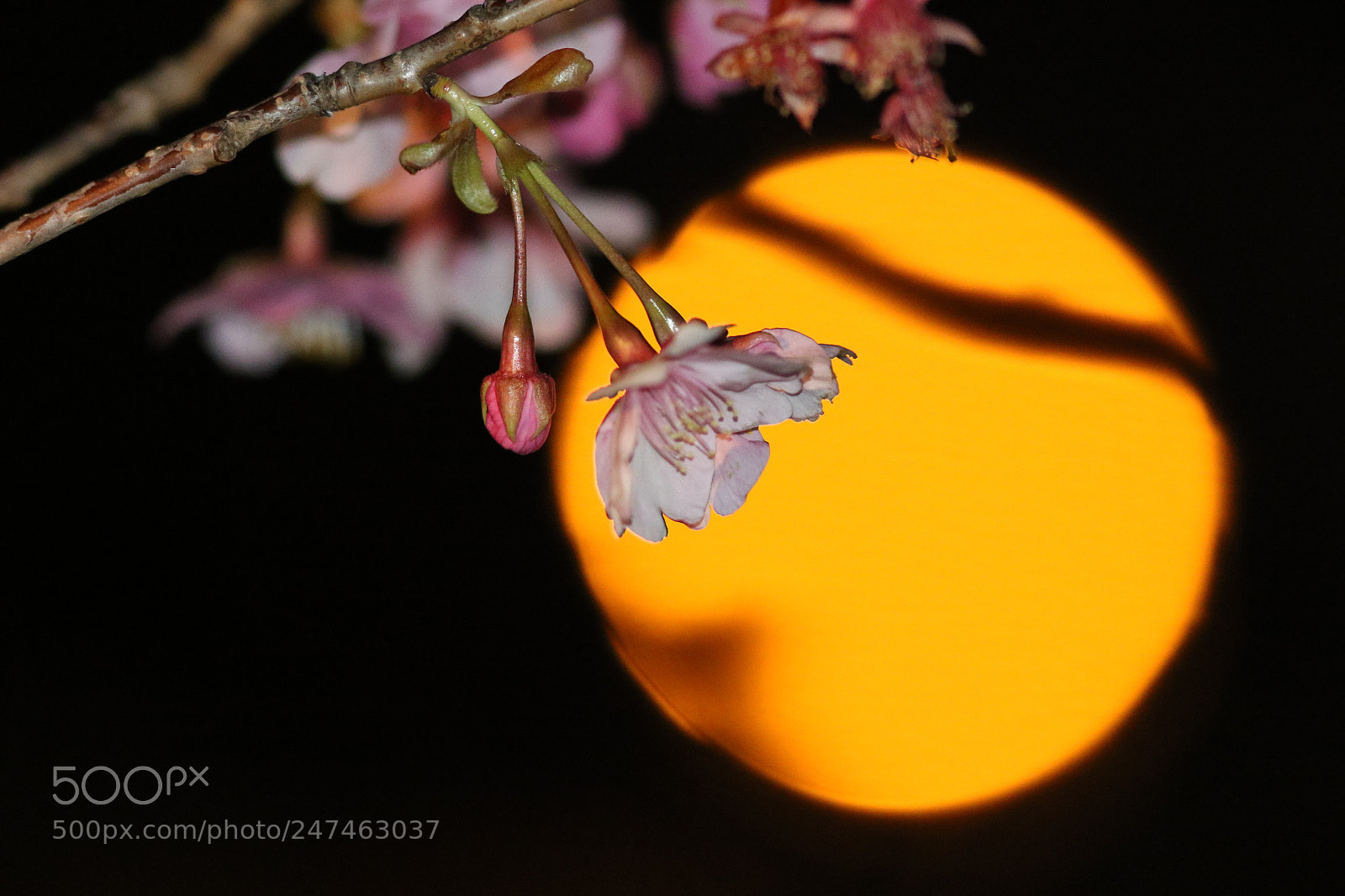Canon EOS 7D Mark II sample photo. Sakura photography