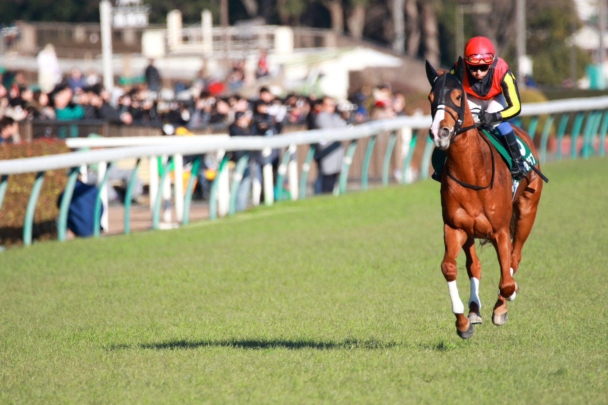 Sigma 150-600mm F5-6.3 DG OS HSM | C sample photo. Race horse photography