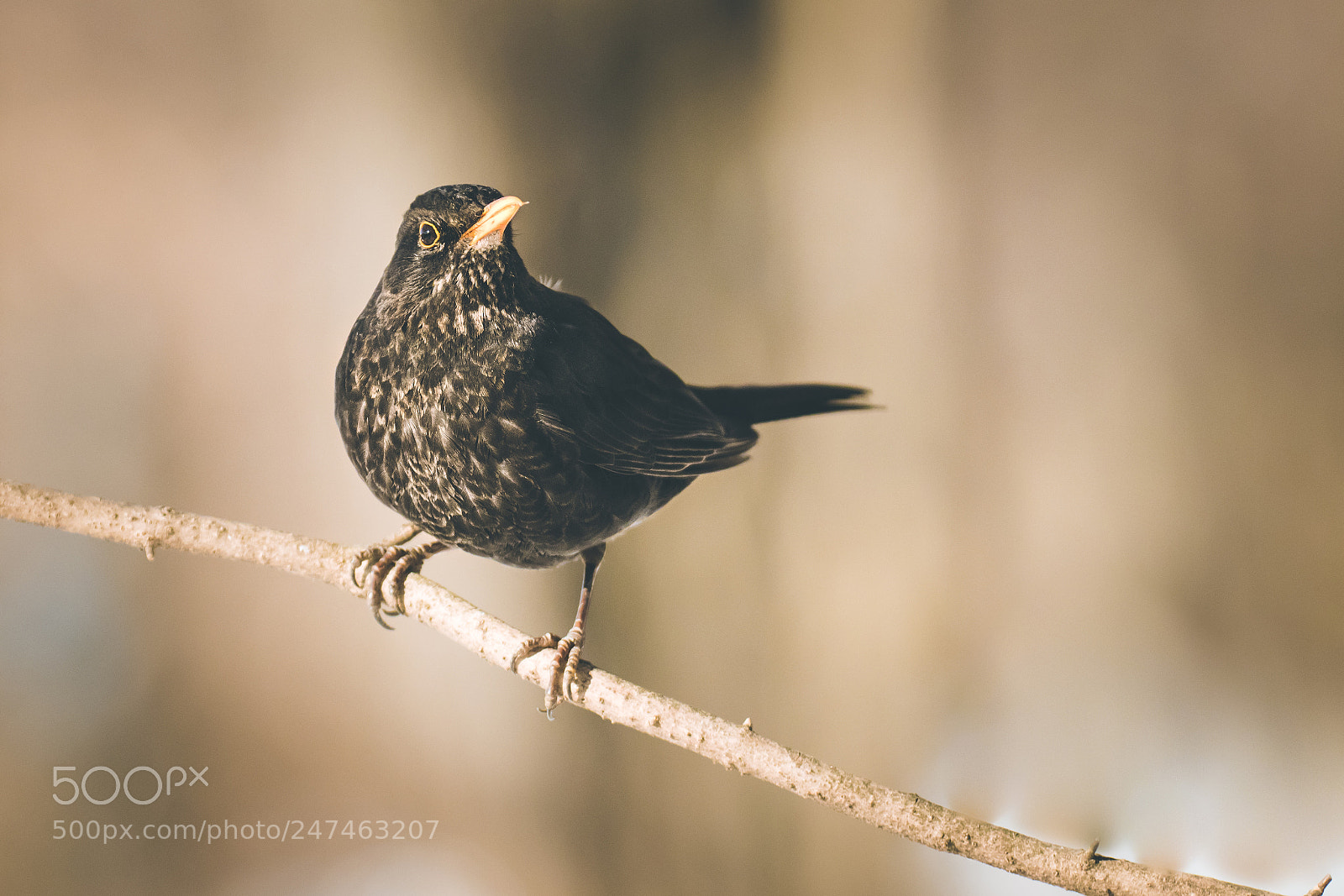 Canon EOS 80D sample photo. Common blackbird photography