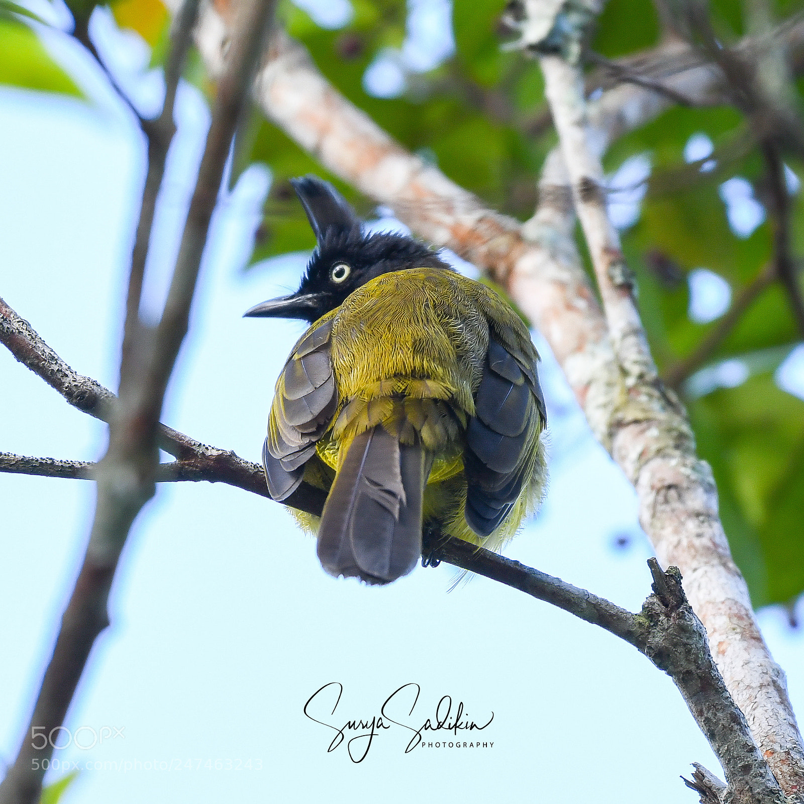 Nikon D850 sample photo. Black crested bulbul photography