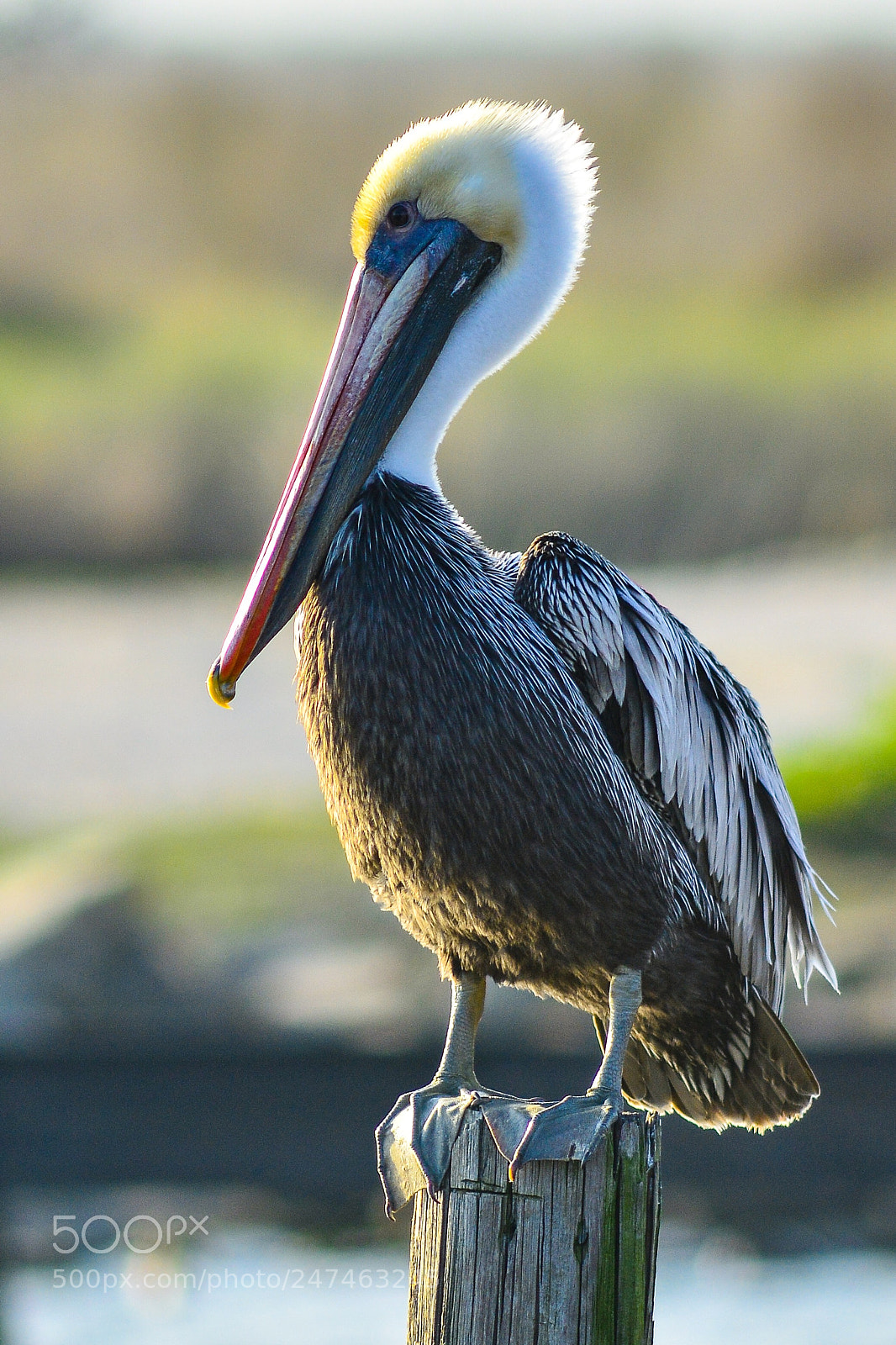 Nikon D7100 sample photo. Brown pelican photography