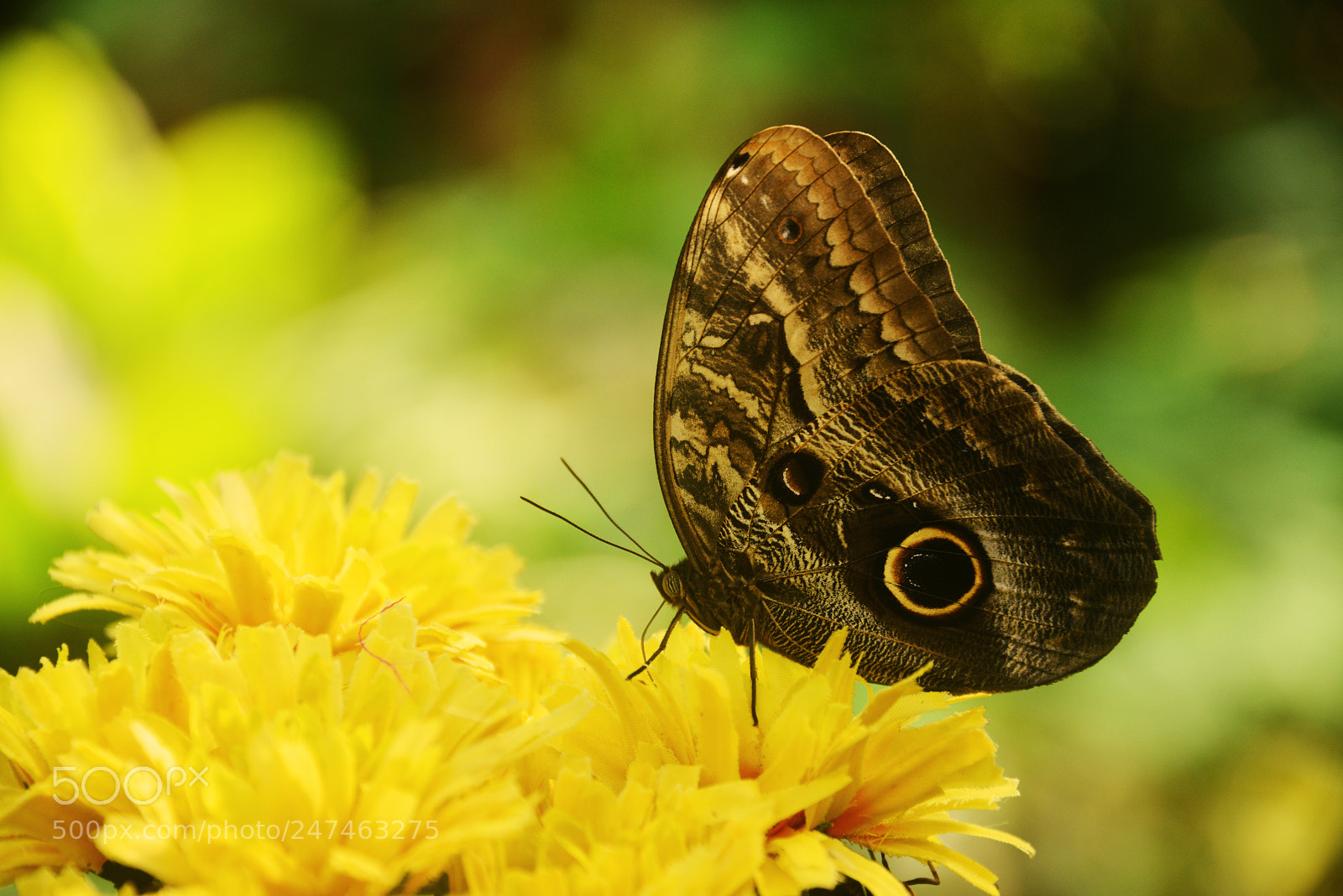 Nikon D800 sample photo. Owl butterfly photography