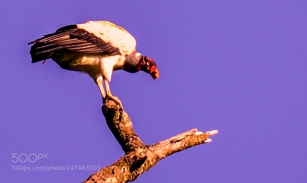 Nikon D5000 sample photo. Urubu-rei (sarcoramphus papa) photography