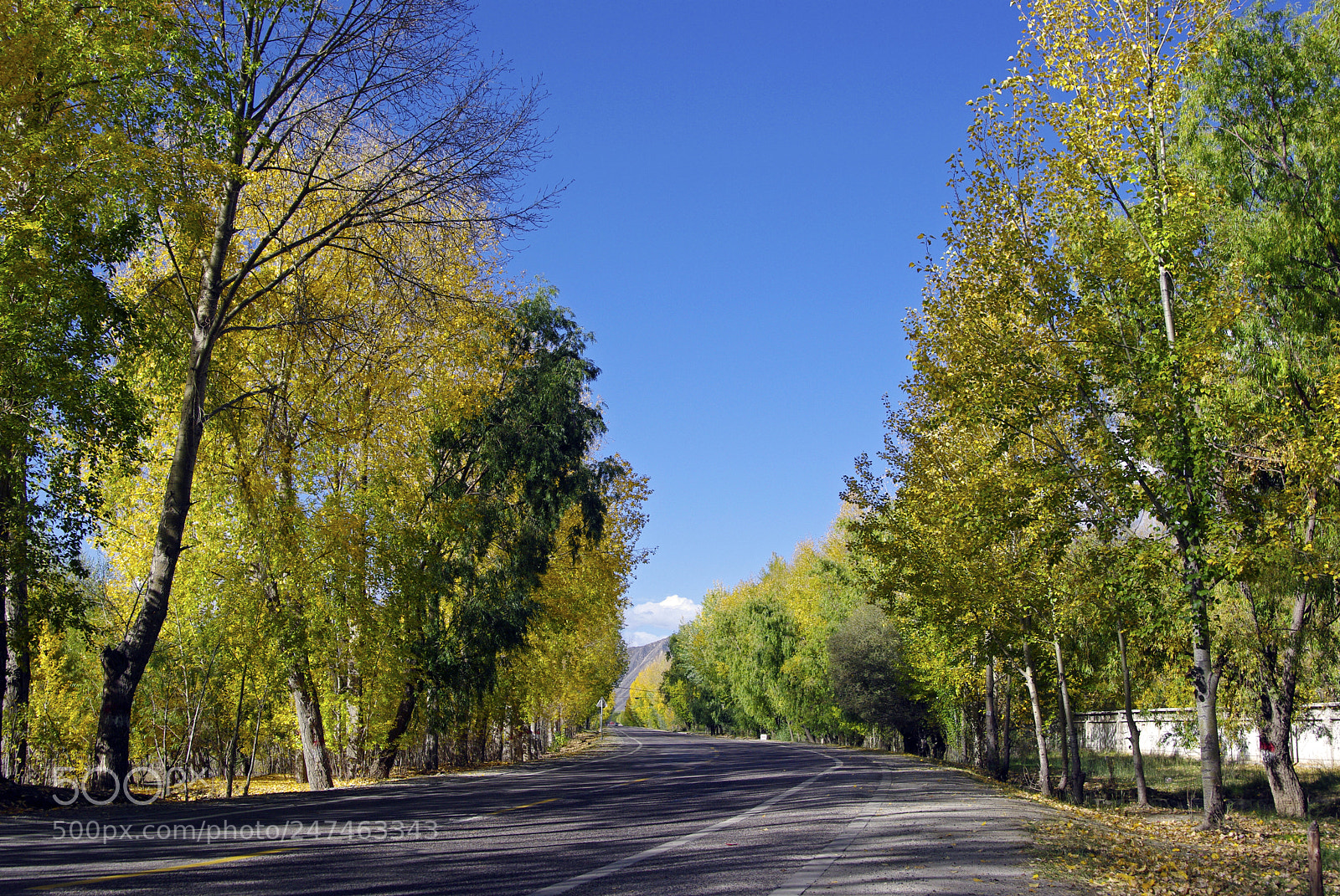 Pentax K20D sample photo. Autumn of tibet photography