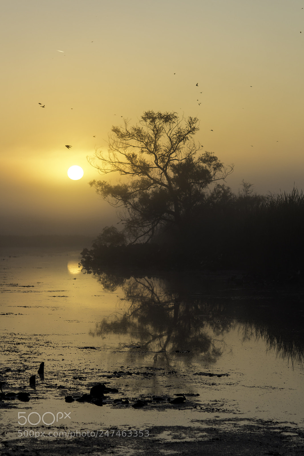Canon EOS 700D (EOS Rebel T5i / EOS Kiss X7i) sample photo. Rising sun photography