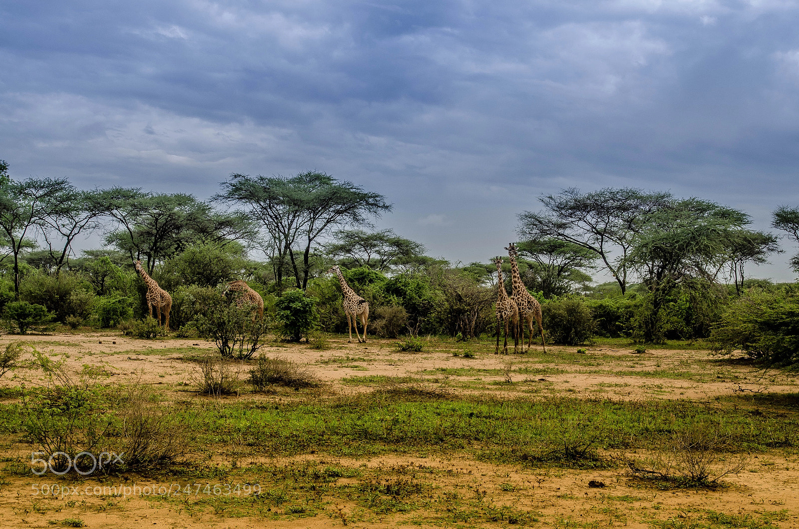 Nikon D7000 sample photo. Giraffes and their habitat photography