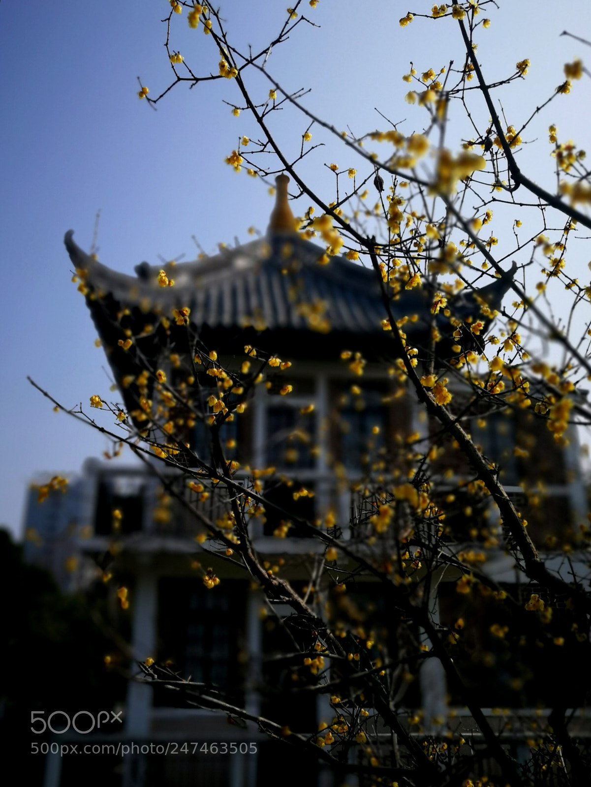 HUAWEI P10 Plus sample photo. 随拍 photography