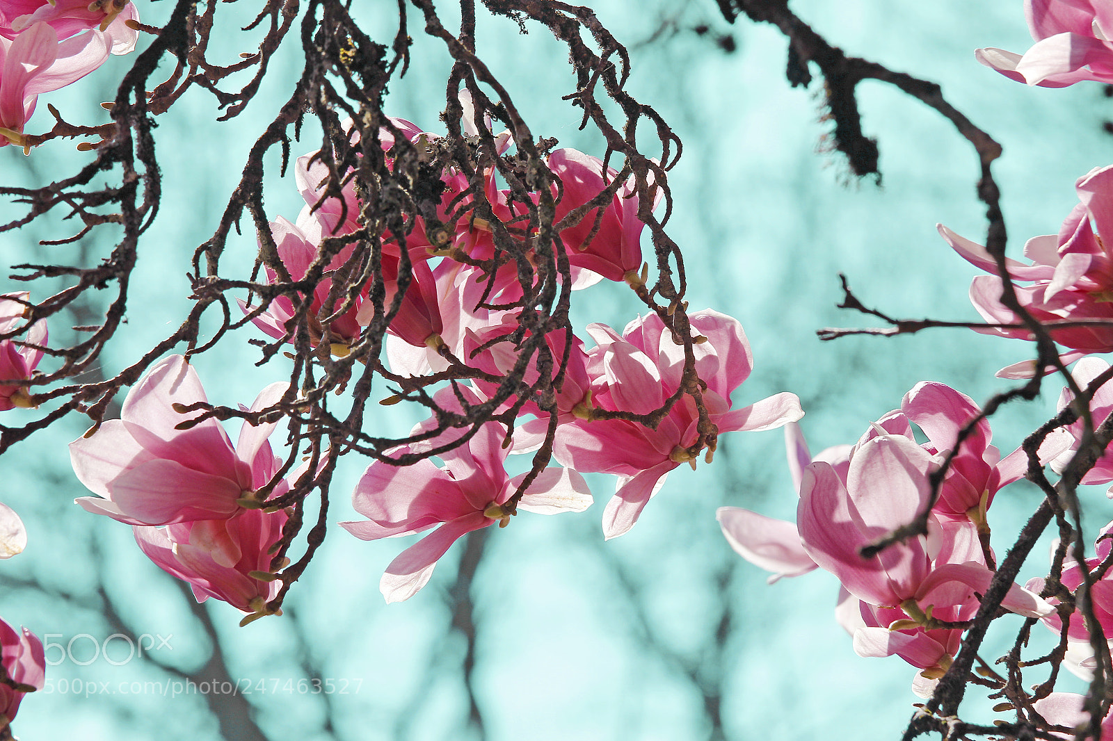 Canon EOS 700D (EOS Rebel T5i / EOS Kiss X7i) sample photo. Magnolias photography