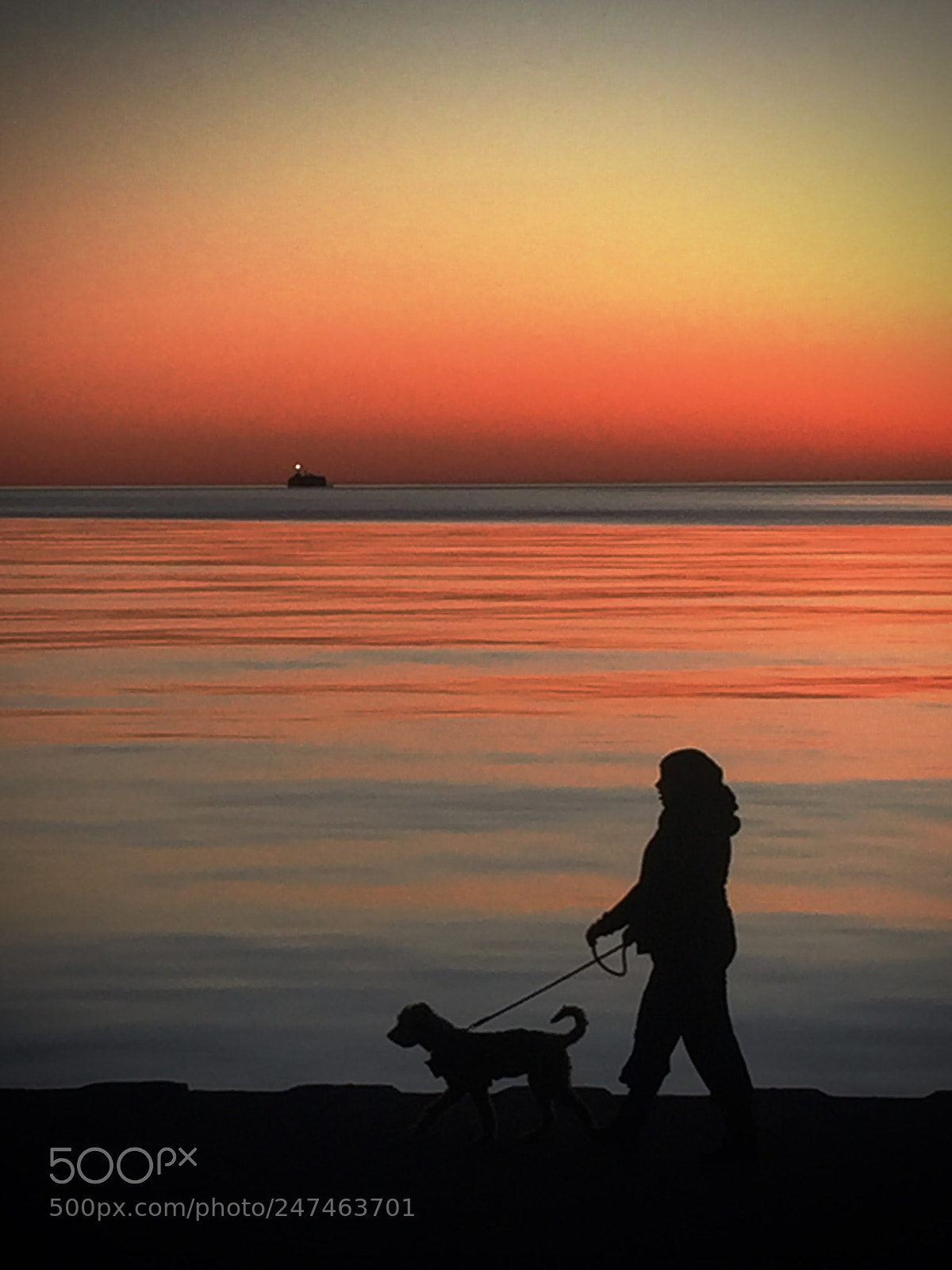 Apple iPhone 6 sample photo. Sunrise dog walk photography