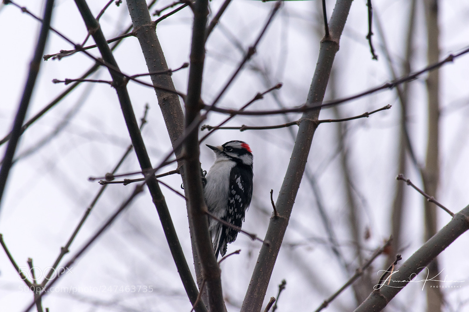 Nikon D3400 sample photo. Downy woodpecker photography