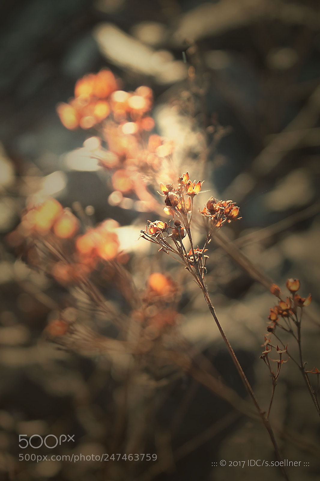 Canon EOS 1100D (EOS Rebel T3 / EOS Kiss X50) sample photo. ... a whiff of sun ... ... photography