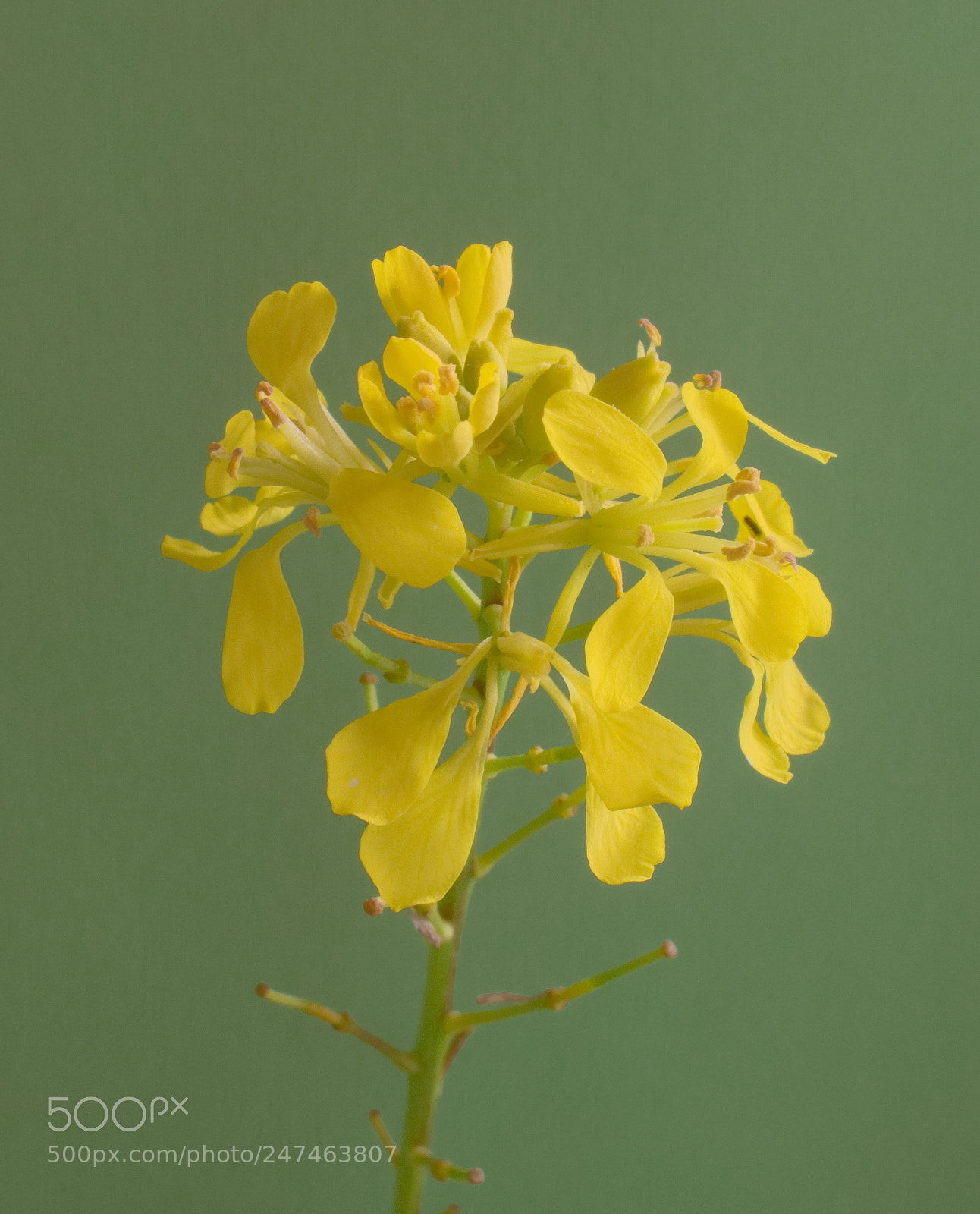 Canon PowerShot G10 sample photo. ...rapeseed photography