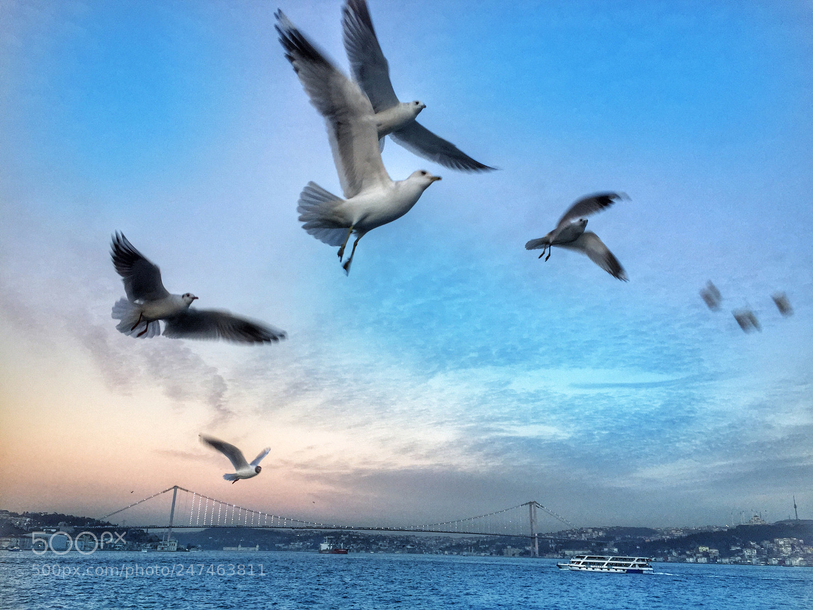 Apple iPhone 6 sample photo. #birds photography
