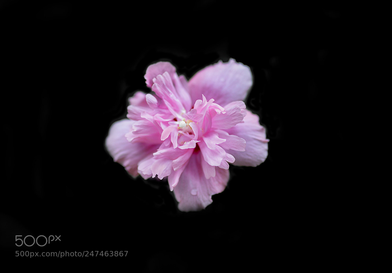Nikon D610 sample photo. Untitled photography