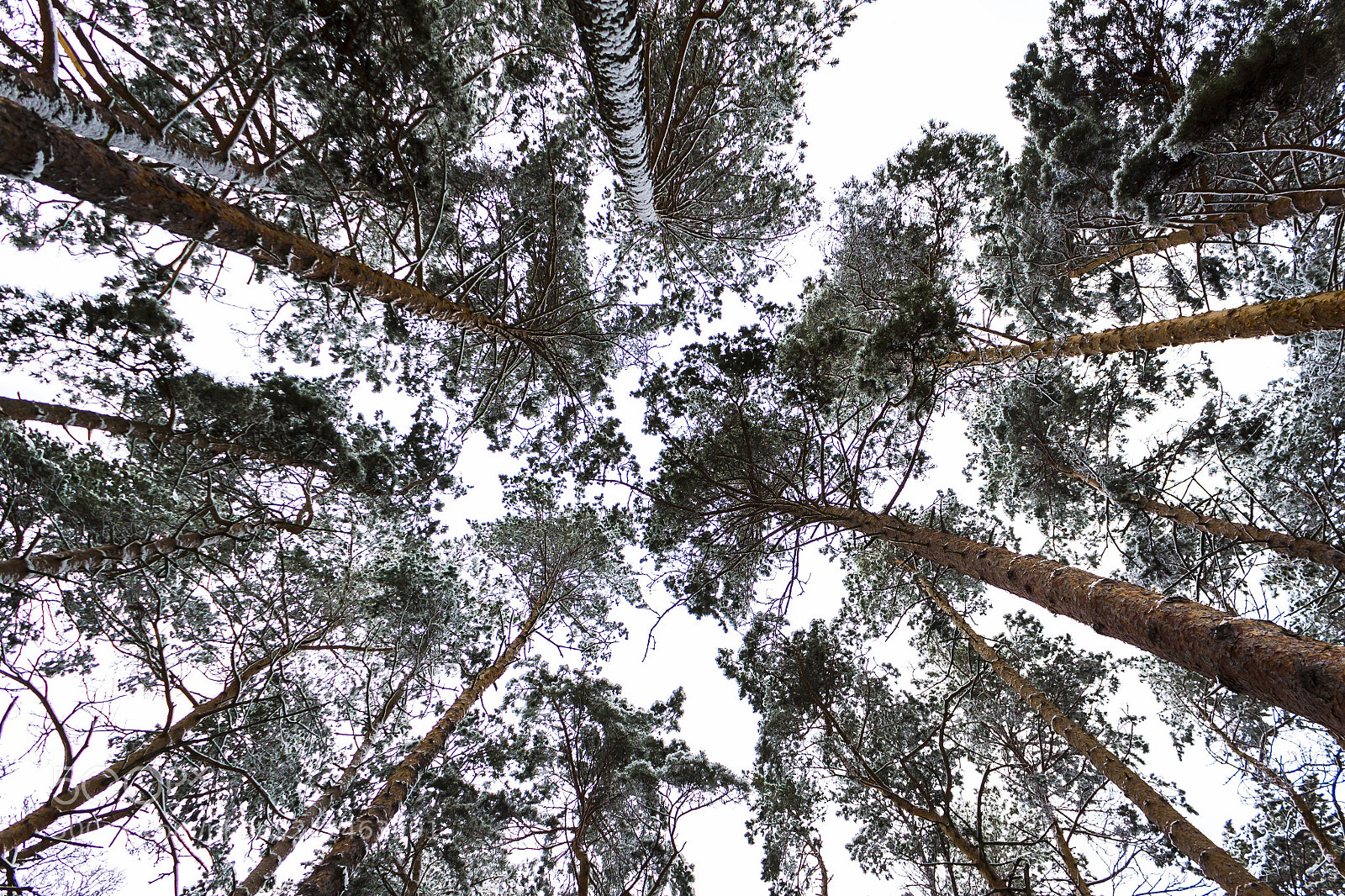 Canon EOS 50D sample photo. Img photography