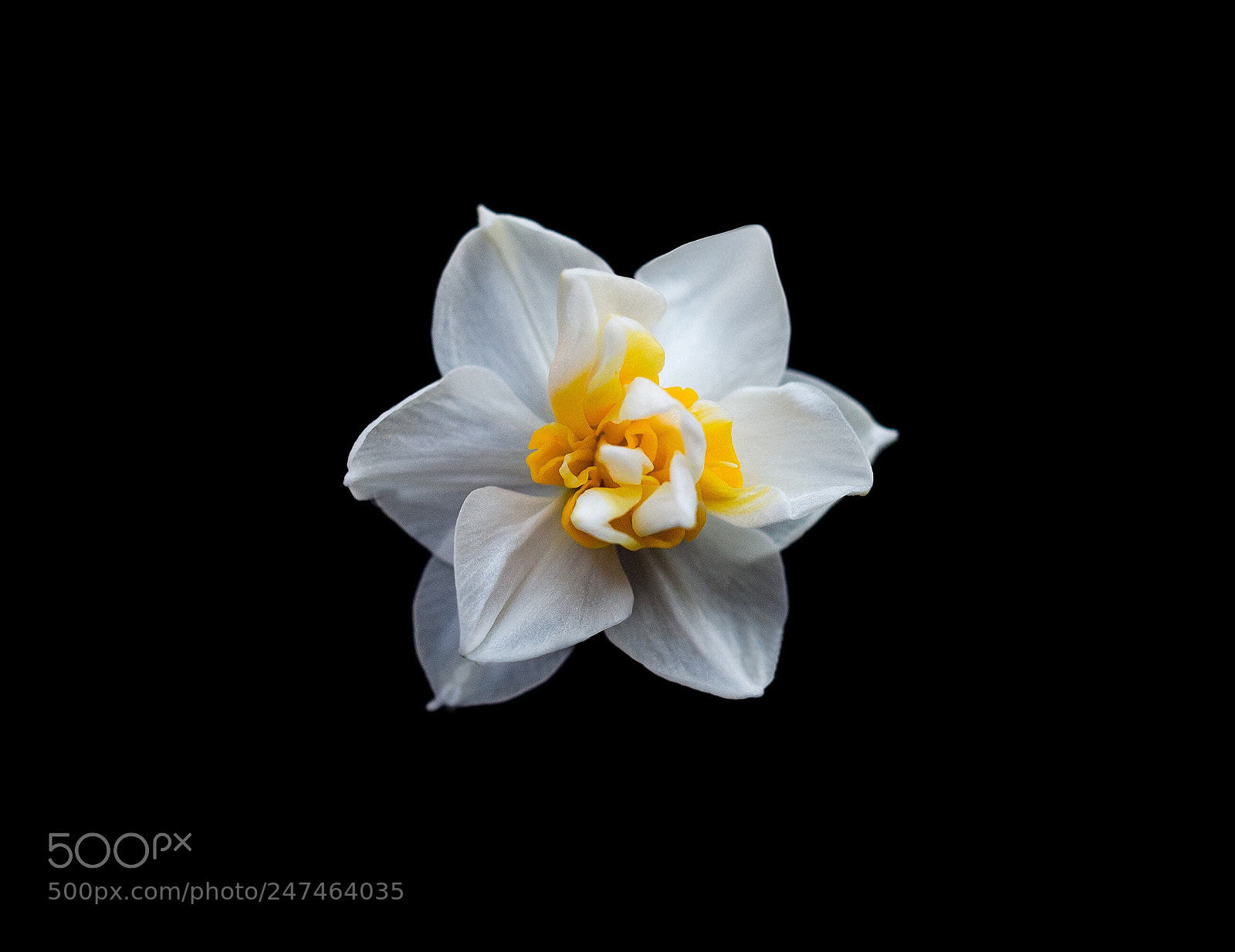 Nikon D610 sample photo. Untitled photography
