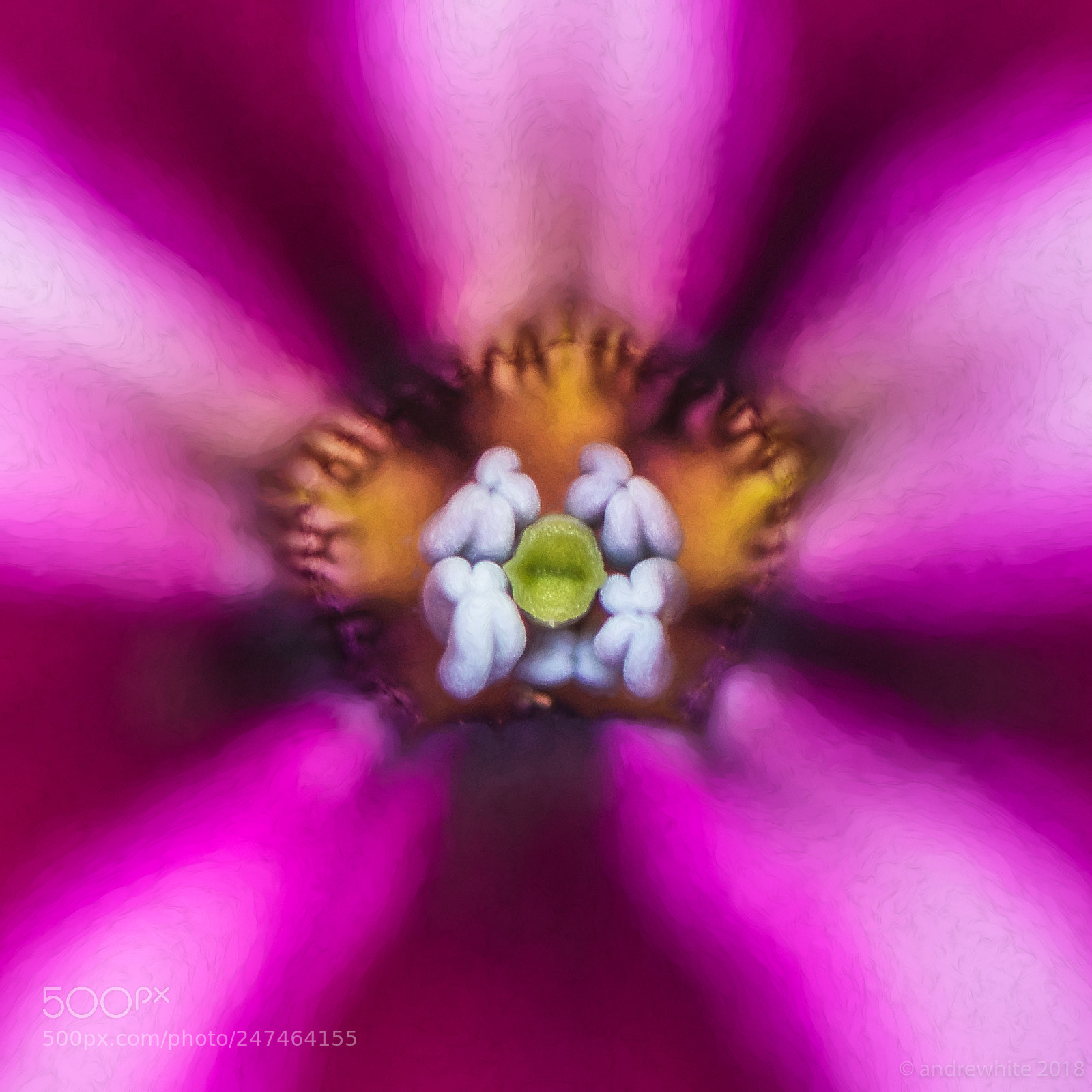 Nikon D850 sample photo. Colorful and complex photography