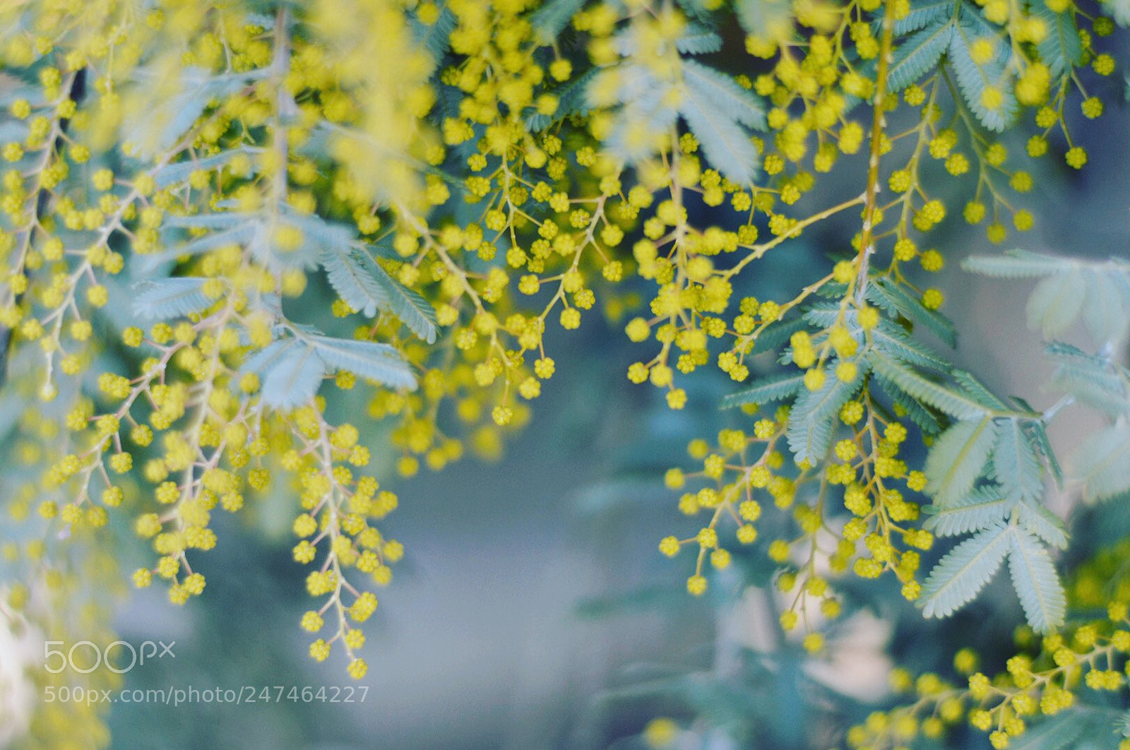 Nikon D3200 sample photo. Mimosa photography